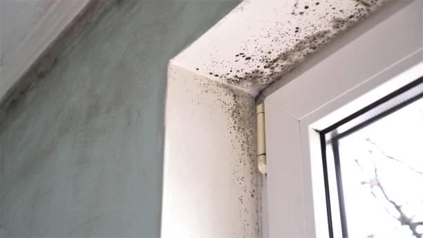 Best Basement Mold Removal  in Oasis, CA